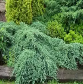      Juniperus squamata 'Blue Carpet'